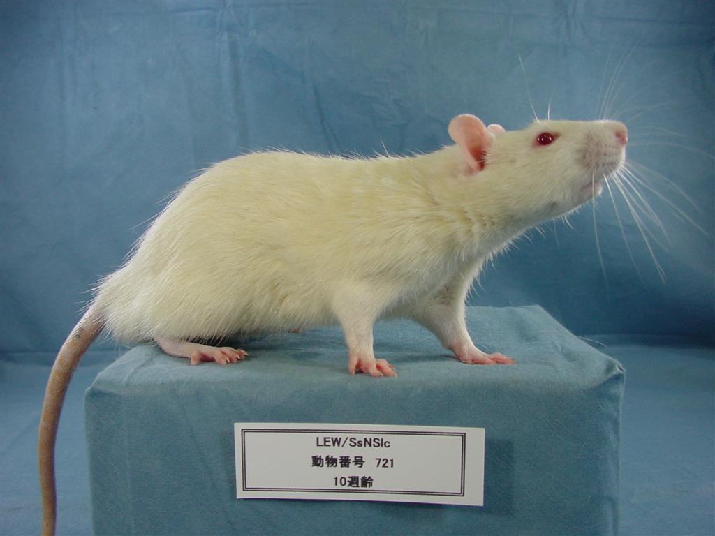 RTrtページ 1988-1992 Toyota Chaser Cresta Mark II 1jzgte Non TRC